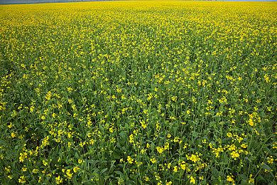 折纸风格肉鸽《Inkborn》Steam页面  明年发售