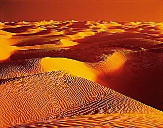 “养鸟”桌游《展翅翱翔》即将推出包含龙类的奇幻生物版本